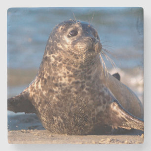 A baby seal coming ashore in Children's Pool Stone Coaster