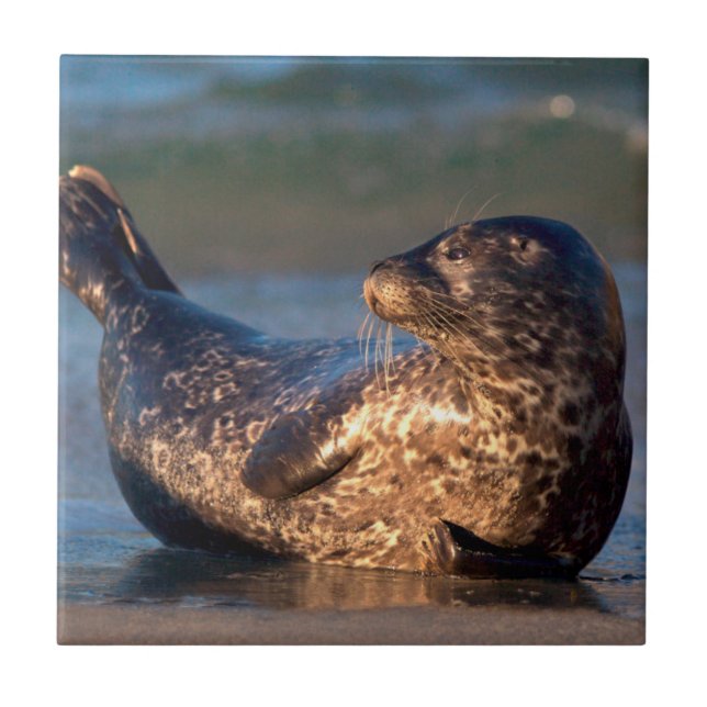 A baby seal lifting it's tail tile (Front)