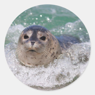 A baby seal surfing