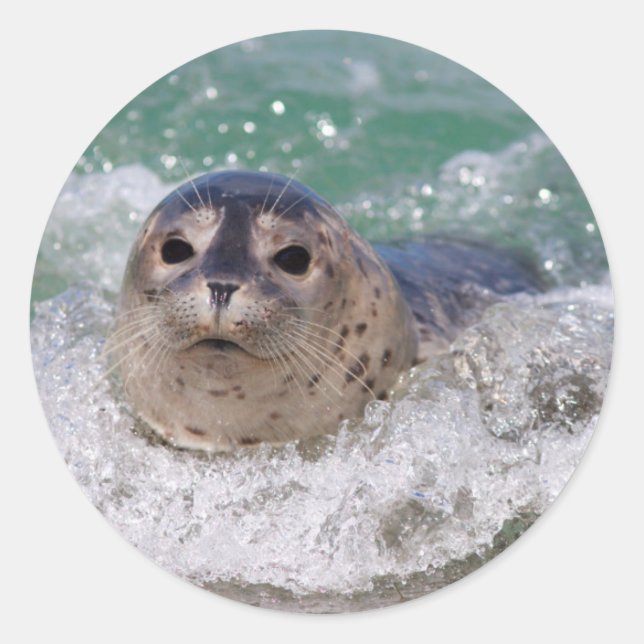 A baby seal surfing (Front)
