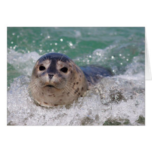 A baby seal surfing