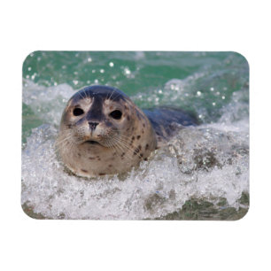 A baby seal surfing magnet