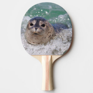 A baby seal surfing ping pong paddle