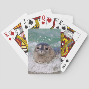 A baby seal surfing playing cards