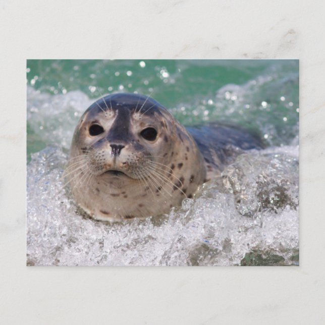 A baby seal surfing postcard (Front)