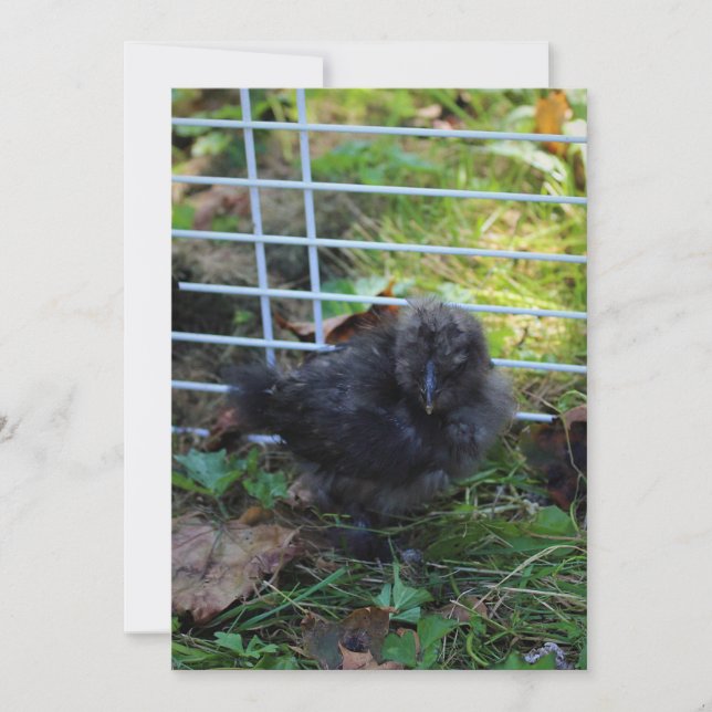A Baby Silkie Invitation (Front)