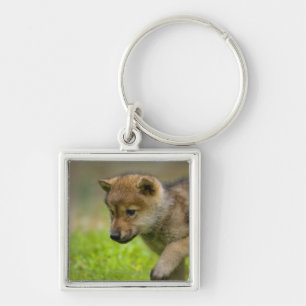 A baby wolf key ring