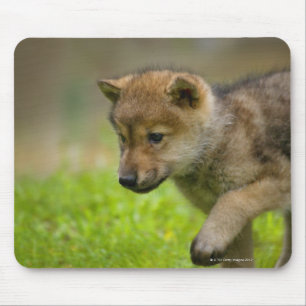 A baby wolf mouse pad