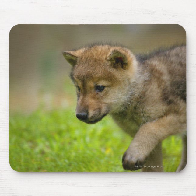 A baby wolf mouse pad (Front)