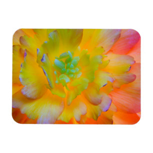 A back-lit, glowing begonia blossom magnet