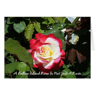 A Balboa Island Rose Is As Unique As You