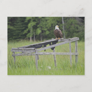 A Bald Eagle perched atop a duck blind. Postcard