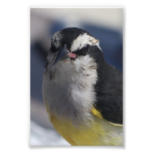 A Bananaquit ~ Yes I am, looking at you. Photo Print
