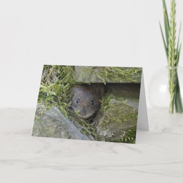 A Bank vole in a hole. Card (Front)