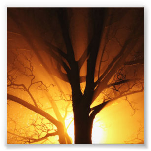 A Bare Tree At Sunset Photo Print