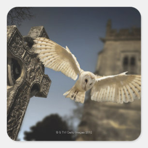 A Barn Owl (Tyto alba) in a graveyard in North Square Sticker