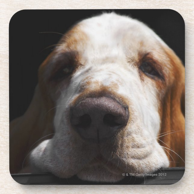 A Basset Hound resting his head Coaster (Front)