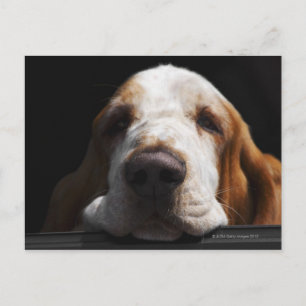 A Basset Hound resting his head Postcard