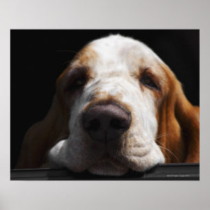 A Basset Hound resting his head Poster
