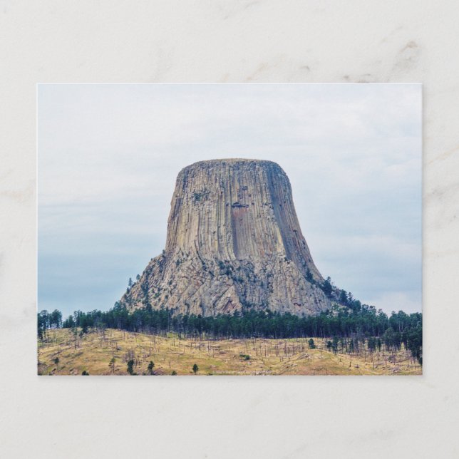 A Bear's Home Postcard (Front)