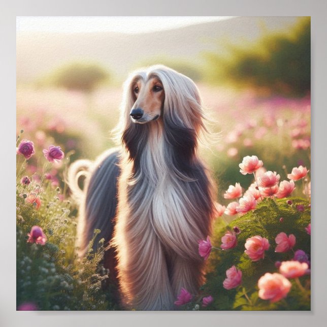 A beautiful Afghan Hound Poster (Front)