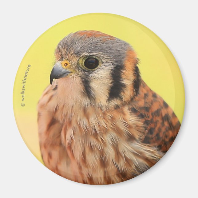 A Beautiful American Kestrel Magnet (Front)