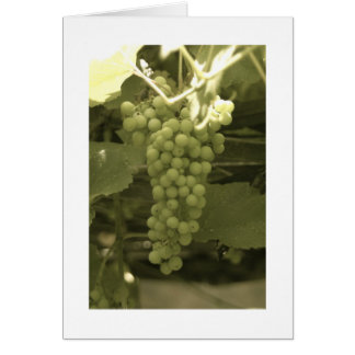 A beautiful bunch of grapes