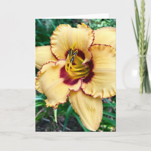 A beautiful Daylily Card