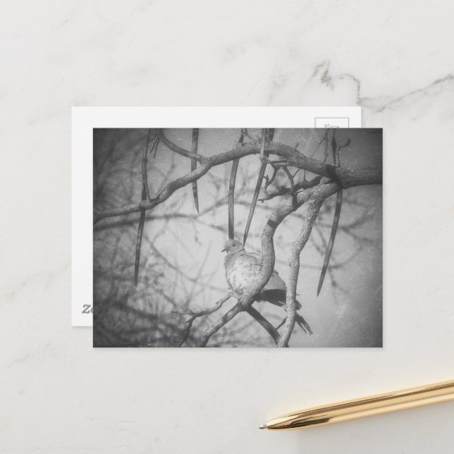 A beautiful Dove Black and White Postcard (Front/Back In Situ)