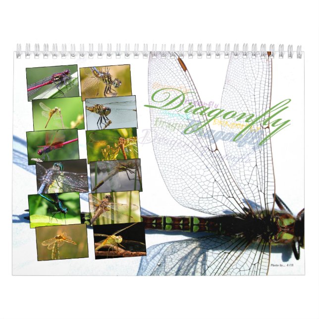 A+ Beautiful Dragonflies Wall Calendar (Cover)