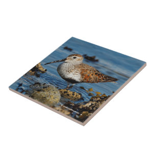 A Beautiful Dunlin Goes Solo Ceramic Tile