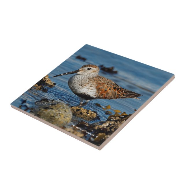 A Beautiful Dunlin Goes Solo Ceramic Tile (Side)
