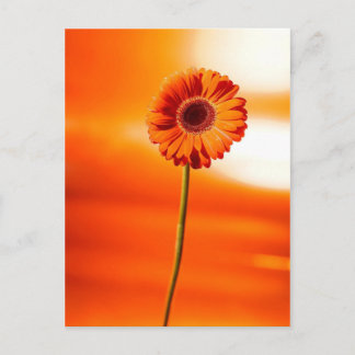 A beautiful flower in the summer postcard
