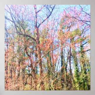 A beautiful forest scene in spring poster