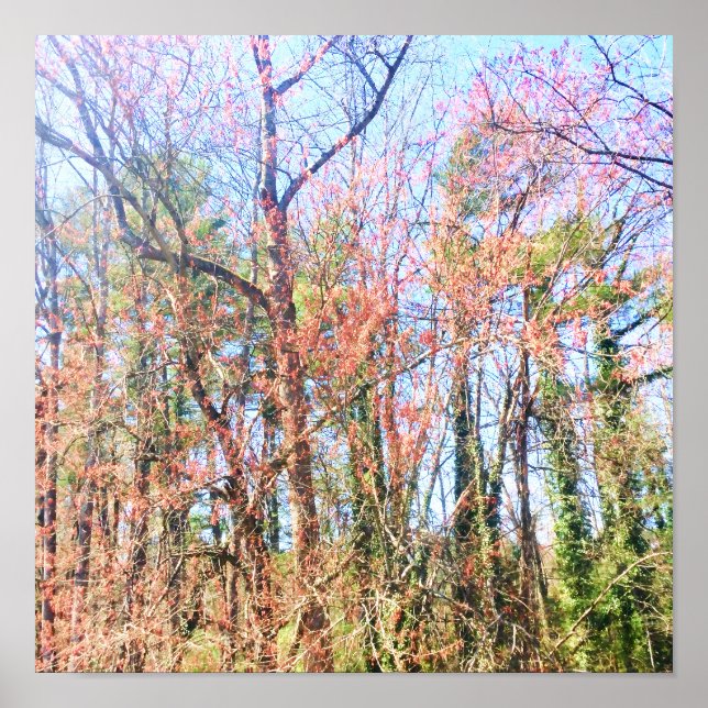 A beautiful forest scene in spring poster (Front)