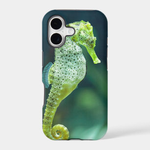 A Beautiful Knysna Seahorse