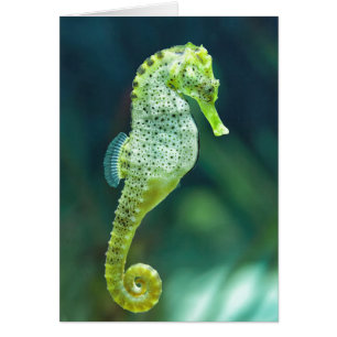 A Beautiful Knysna Seahorse