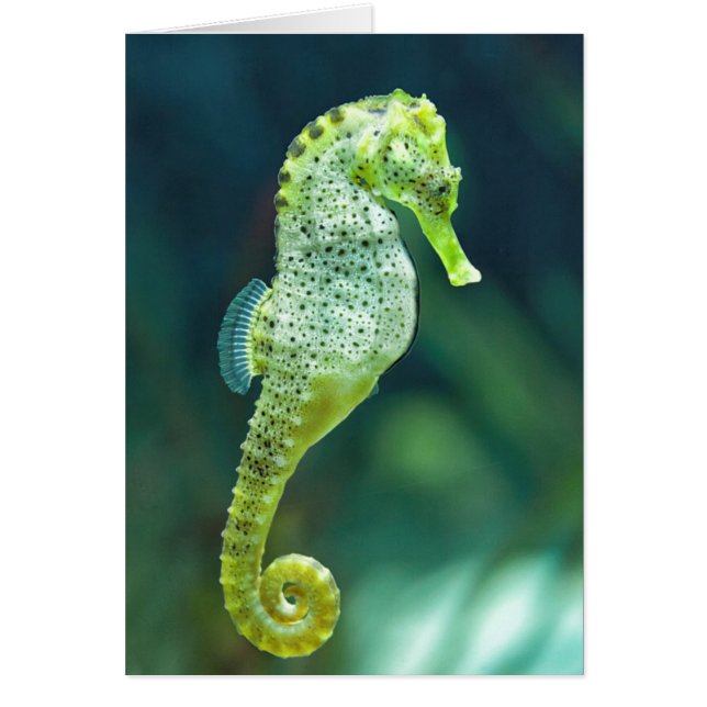 A Beautiful Knysna Seahorse (Front)