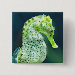 A Beautiful Knysna Seahorse 15 Cm Square Badge