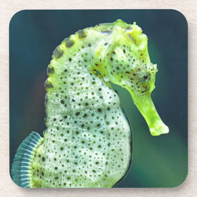 A Beautiful Knysna Seahorse Coaster (Front)