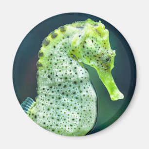 A Beautiful Knysna Seahorse Magnet