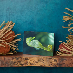 A Beautiful Knysna Seahorse Plaque