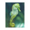 A Beautiful Knysna Seahorse
