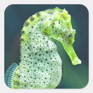 A Beautiful Knysna Seahorse Square Sticker