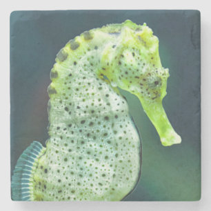 A Beautiful Knysna Seahorse Stone Coaster
