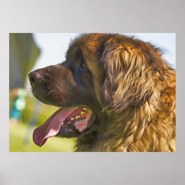 A beautiful Leonberger Dog Poster (Front)