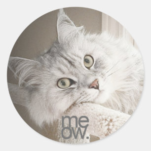 A Beautiful Meow Stickers