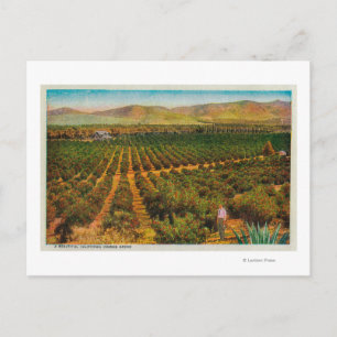 A Beautiful Orange GroveState Postcard