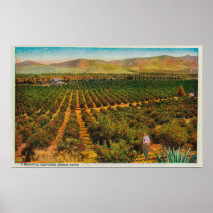A Beautiful Orange GroveState Poster
