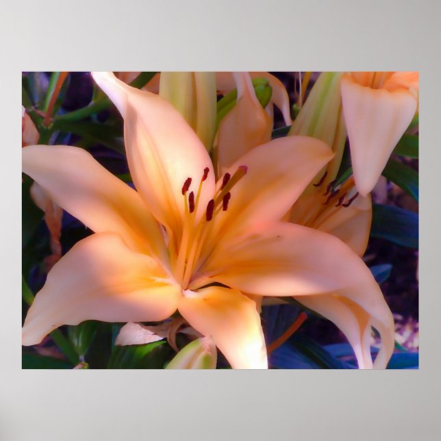 A Beautiful Orange Lily Poster (Front)
